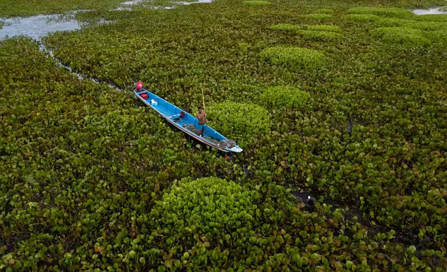 FILE - A fishermen tries to navigate while surrounded by an invasive plant called a water hyacinth, also known as Eichhornia crassipes on the outskirts of Nueva Venecia, Colombia, April 30, 2026. (AP Photo/Ivan Valencia, File)