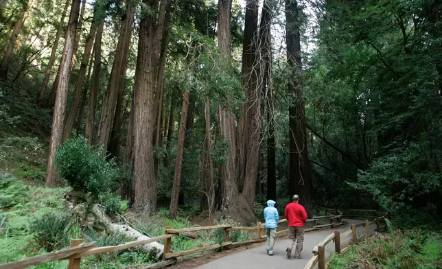 FILE - A couple walks along a pathway beneath giant redwoods at the Muir Woods National Monument in Marin County, Calif., on March 31, 2008. (AP Photo/Eric Risberg, File)