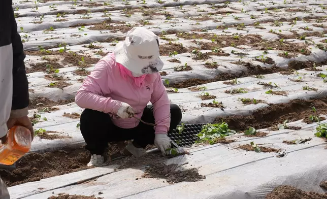 The worker at the vegetable production base in Xining, Photo by Bastille Post