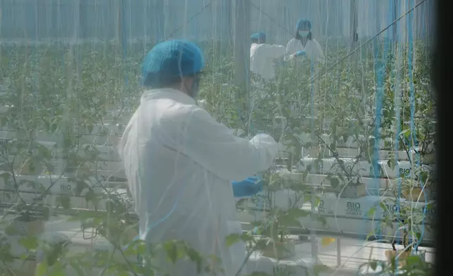 The researchers at the vegetable production base, Photo by Bastille Post