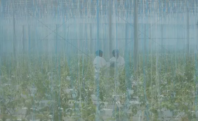 The researchers at the vegetable production base, Photo by Bastille Post