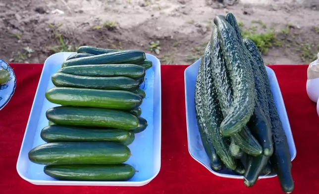 The vegetable products at the production base, Photo by Bastille Post