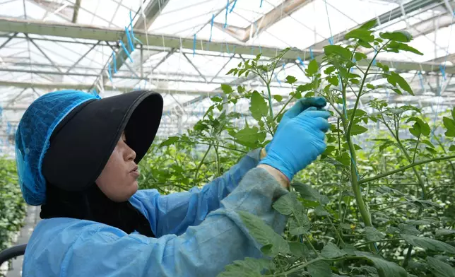 The workers at the vegetable production base in Xining, Photo by Bastille Post