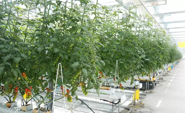 The vegetable products at the production base, Photo by Bastille Post