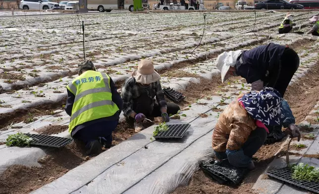 The workers at the vegetable production base in Xining, Photo by Bastille Post