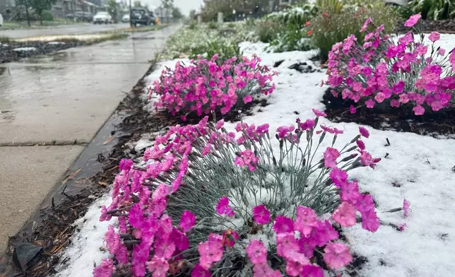Wet snow falls on flowers Tuesday, May 5, 2026, in Fort Collins, Colo. (AP Photo/Mead Gruver)