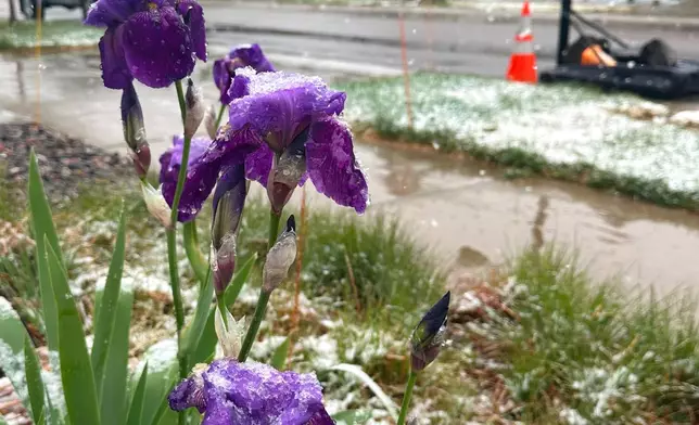 Wet snow falls on flowers Tuesday, May 5, 2026, in Fort Collins, Colo. (AP Photo/Mead Gruver)