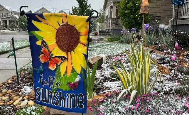 Wet snow falls on flowers Tuesday, May 5, 2026, in Fort Collins, Colo. (AP Photo/Mead Gruver)