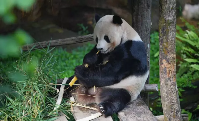 Cai Tao, a 15-year-old giant panda, the father of Satrio Wiratama, the first panda cub born in Indonesia, sits in his enclosure at Indonesia Safari Park in Bogor, West Java, Indonesia, Friday, May 15, 2026. (AP Photo/Achmad Ibrahim)