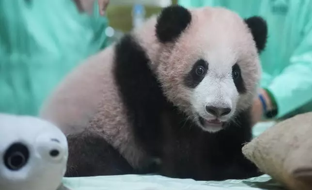 Satrio Wiratama, nicknamed "Rio," the first giant panda cub born in Indonesia, is shown during a media preview at Indonesia Safari Park in Bogor, West Java, Indonesia, Friday, May 15, 2026. (AP Photo/Achmad Ibrahim)
