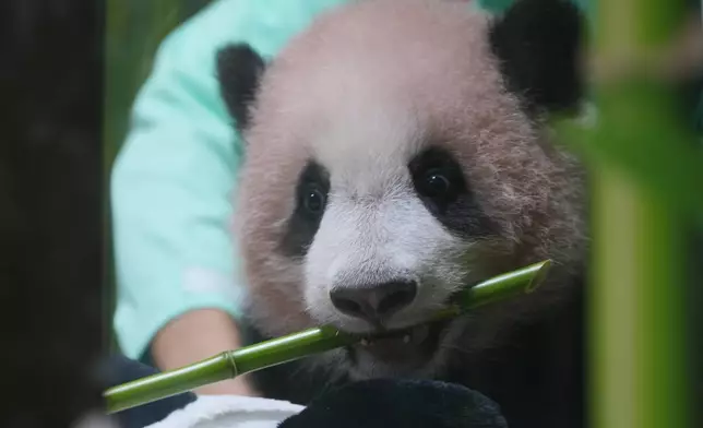 Satrio Wiratama, nicknamed "Rio," the first giant panda cub born in Indonesia, bites a bamboo stick during a media preview at Indonesia Safari Park in Bogor, West Java, Indonesia, Friday, May 15, 2026. (AP Photo/Achmad Ibrahim)