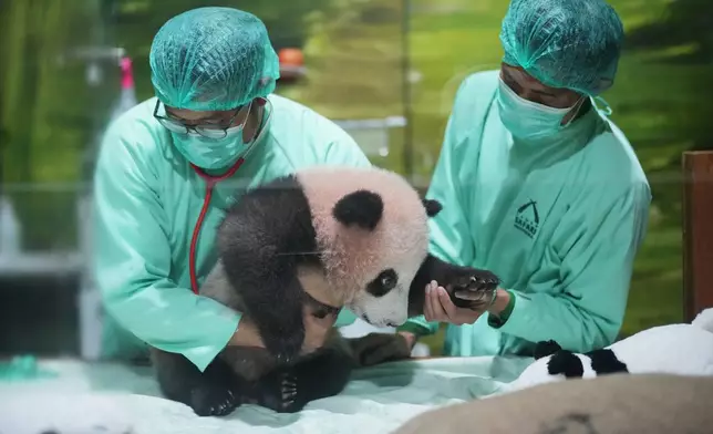 Veterinarians treat Satrio Wiratama, nicknamed "Rio," the first giant panda cub born in Indonesia, during a media preview at Indonesia Safari Park in Bogor, West Java, Indonesia, Friday, May 15, 2026. (AP Photo/Achmad Ibrahim)