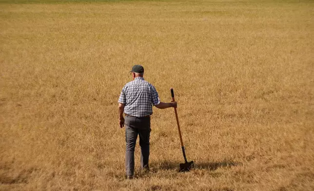 Farmer Vance Ehmke checks a wheat field decimated by wheat streak mosaic virus Friday, May 15, 2026, on his farm near Healy, Kan. (AP Photo/Charlie Riedel)