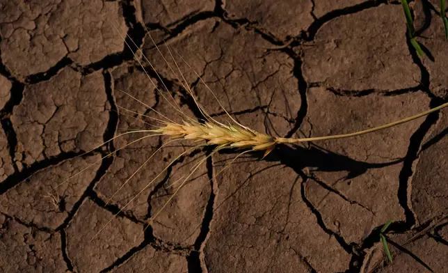 A drought-stressed stalk of wheat lies on a parched field Saturday, May 16, 2026, near Macksville, Kan. (AP Photo/Charlie Riedel)