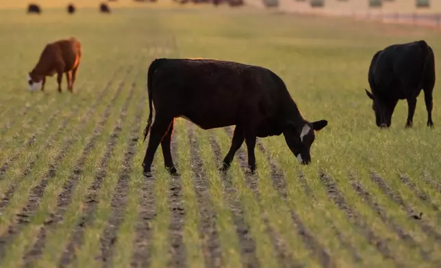 Cattle graze in a field of abandoned wheat Friday, May 15, 2026, near Cimarron, Kan. (AP Photo/Charlie Riedel)