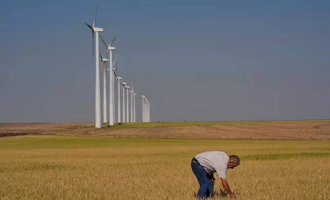 Farmer Orville Williams looks at drought-stressed wheat in one of his fields Saturday, May 16, 2026, near Montezuma, Kan. (AP Photo/Charlie Riedel)