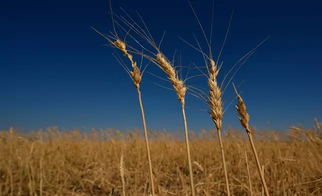 Drought-stressed wheat plants stand in a field near Macksville, Kan., Saturday, May 16, 2026. (AP Photo/Charlie Riedel)