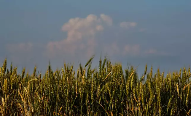 Storm clouds build in the distance beyond a drought-stressed wheat field Friday, May 15, 2026, near Cimarron, Kan. (AP Photo/Charlie Riedel)