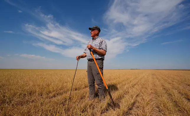 Farmer Vance Ehmke checks a wheat field decimated by wheat streak mosaic virus Friday, May 15, 2026, on his farm near Healy, Kan. (AP Photo/Charlie Riedel)