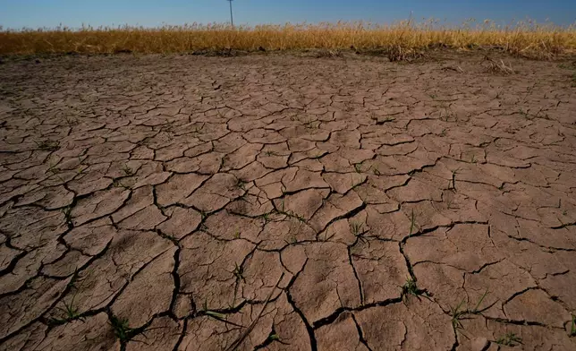 Drought-stressed wheat plants stand adjacent to parched ground in a field near Macksville, Kan., Saturday, May 16, 2026. (AP Photo/Charlie Riedel)