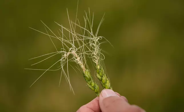 Farmer Vance Ehmke looks at wheat damaged by a late freeze in one of his fields Friday, May 15, 2026, near Healy, Kan. (AP Photo/Charlie Riedel)