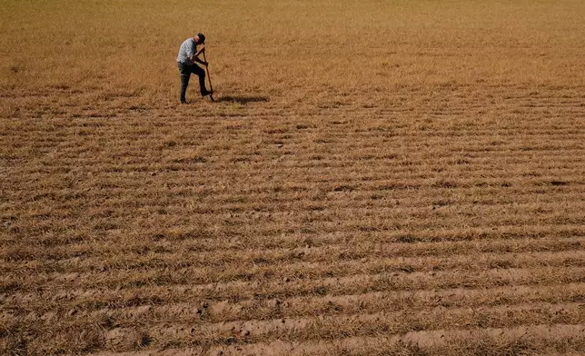Farmer Vance Ehmke checks soil moisture in a wheat field decimated by wheat streak mosaic virus Friday, May 15, 2026, on his farm near Healy, Kan. (AP Photo/Charlie Riedel)
