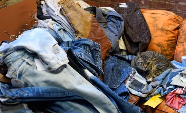 A cat relaxes in the showroom of BPD Washhouse, a denim processing facility, in Jersey City, N.J., Tuesday, May 5, 2026. (AP Photo/Seth Wenig)