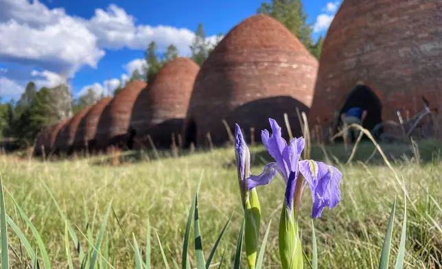Rocky Mountain irises bloom in a meadow bordered by historic charcoal kilns at Ted Turner's Vermejo Park Ranch in northern New Mexico, May 17, 2024. (AP Photo/Susan Montoya Bryan)