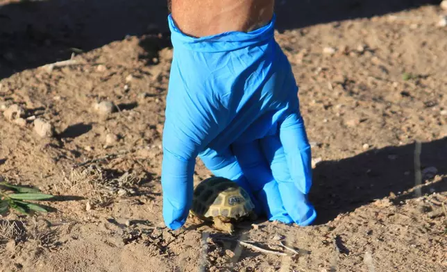 FILE - Mike Phillips, director of the Turner Endangered Species Fund, releases a young Bolson tortoise at Ted Turner's Armendaris Ranch in Engle, N.M., Sept. 22, 2023. (AP Photo/Susan Montoya Bryan, File)