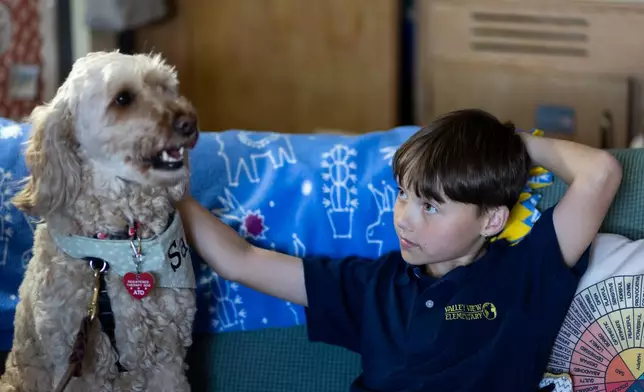 Fifth grader Miles pets Sage, a therapy dog, in the social workers' office at Valley View Elementary School on April 29, 2026, in Columbia Heights, Minn. (Ellen Schmidt/MinnPost via AP)