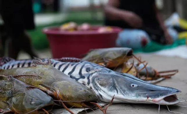 FILE - A woman sells fresh fish in Puerto Narino, Colombia, along the Amazon River, Sunday, Sept. 7, 2025. (AP Photo/Fernando Vergara, File)