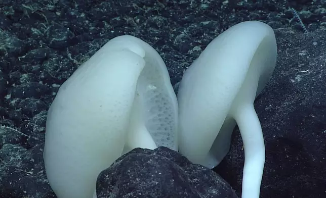In this photo provided by NOAA, rosellid "mushroom" sponges grow amid ferromanganese boulders mixed with smaller nodules during Dive 16 of the 2021 North Atlantic Stepping Stones expedition. (NOAA via AP)