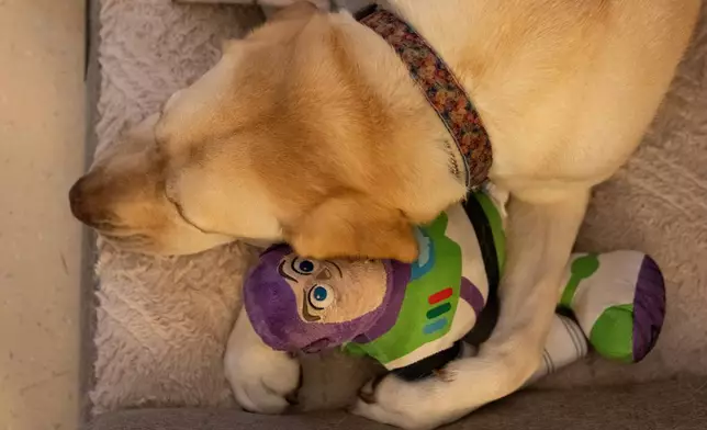 Cincinnati Children's Hospital facility dog Grover cuddles his Buzz Lightyear toy on his dog bed between patient visits in an office at Cincinnati Children's Hospital in Cincinnati, Monday, May 4, 2026. (AP Photo/Carolyn Kaster)