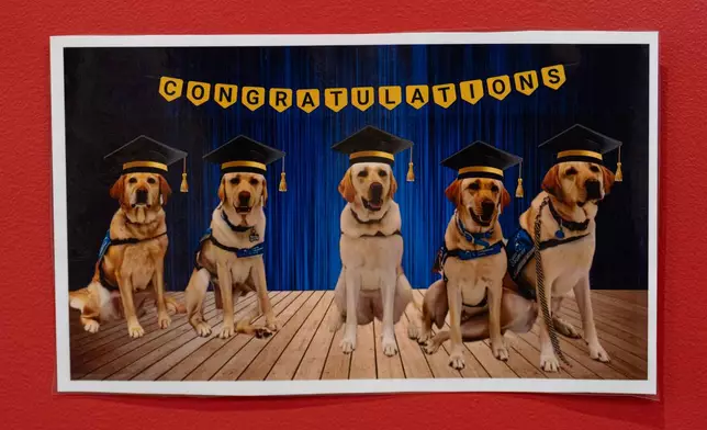 A laminated image of Cincinnati Children's Hospital facility dogs in graduation caps is posted in a hallway at Cincinnati Children's Hospital in Cincinnati, Monday, May 4, 2026. (AP Photo/Carolyn Kaster)
