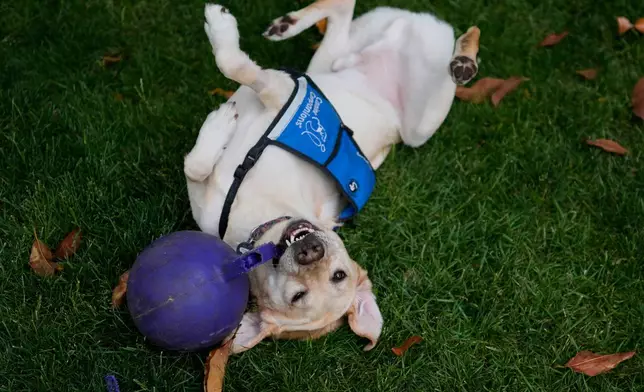 Cincinnati Children's Hospital facility dog Grover plays in the grassy facility dog play area at Cincinnati Children's Hospital in Cincinnati, Monday, May 4, 2026. (AP Photo/Carolyn Kaster)