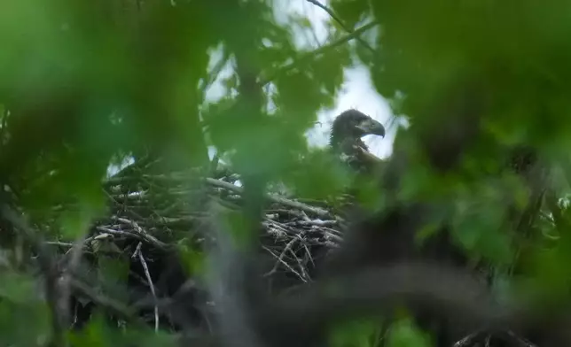 A bald eaglet raises its head from a nest in Park No. 597 on the south side of Chicago, Tuesday, May 12, 2026. (AP Photo/Erin Hooley)