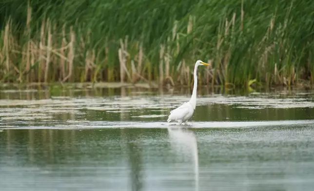 A great egret is seen in Park No. 597 on the south side of Chicago, Tuesday, May 12, 2026. (AP Photo/Erin Hooley)