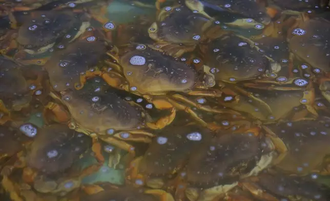 FILE - Fresh Dungeness crabs fill a tank at the Alioto-Lazio Fish Company at Fisherman's Wharf in San Francisco, Jan. 23, 2024. (AP Photo/Eric Risberg, File)