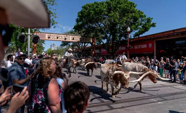 FILE - People watch as longhorn steers are moved through the Stockyards National Historic District as part of world's only twice daily cattle drive, April 21, 2023, in Forth Worth, Texas. (AP Photo/David Goldman, File)