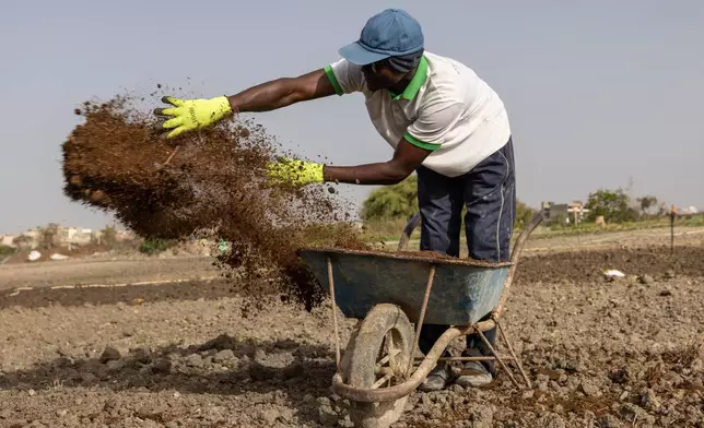 Farah Jammeh throws organic compost on the fields at the cooperative in Rufisque, Senegal, Tuesday, May 12, 2026. (AP Photo/Caitlin Kelly)