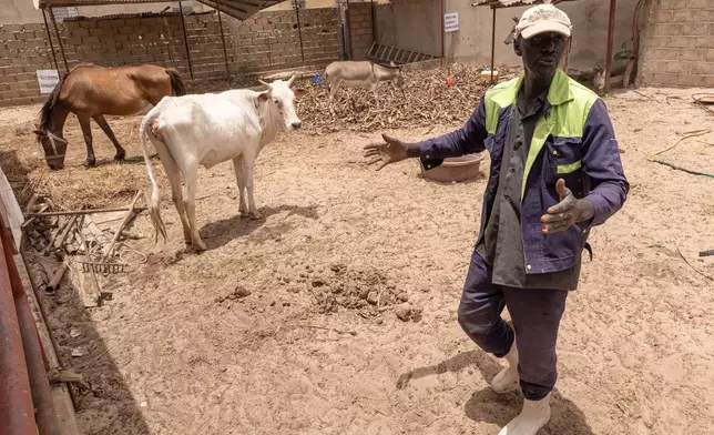 Gora Samba, one of many farmers making their own compost from animal manure, seen at an animal farm in Meouane, Senegal, Tuesday, May 12, 2026. (AP Photo/Caitlin Kelly)