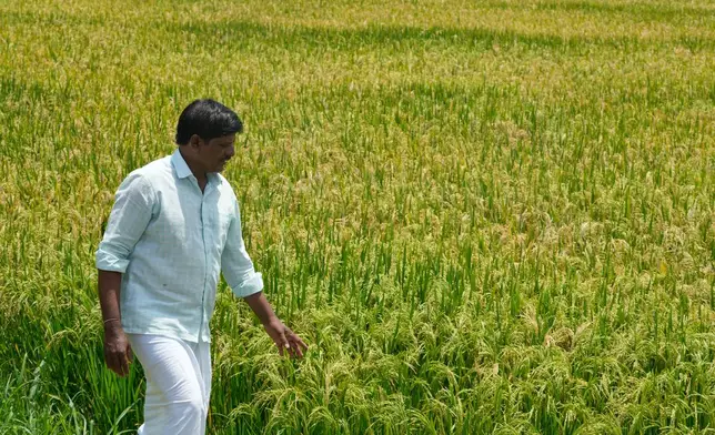 Kavali Narsimhulu, 46, walks through his paddy fields in Padmaram village, Ranga Reddy district, about 70 kilometers (43 miles) from Hyderabad, India, Saturday, May 9, 2026. (AP Photo/Mahesh Kumar A.)