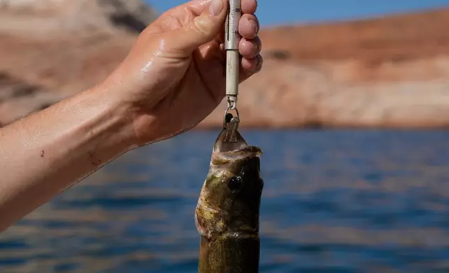 FILE - Utah State University lab technician Justin Furby weighs a smallmouth bass June 7, 2022, in Page, Ariz. (AP Photo/Brittany Peterson, File)