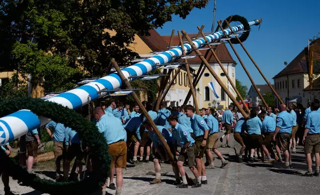 Young men wear leather trousers as they erect a traditional May pole in Kuehbach, Germany, Friday, May 1, 2026. (AP Photo/Matthias Schrader)