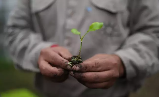 Fernando Sanchez holds a seedling from the vegetable garden at a nonprofit center that supports people with disabilities in Moreno, on the outskirts of Buenos Aires, Argentina, Tuesday, May 5, 2026. (AP Photo/Natacha Pisarenko)