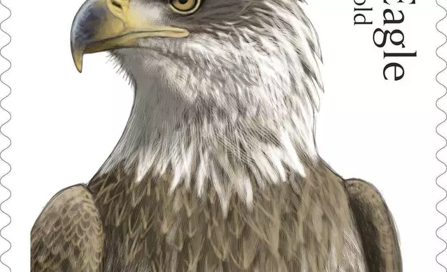 This image provided by the United States Postal Service shows a new stamp being released Thursday, May 14, 2026, featuring an immature adult bald eagle. (United States Postal Service via AP)