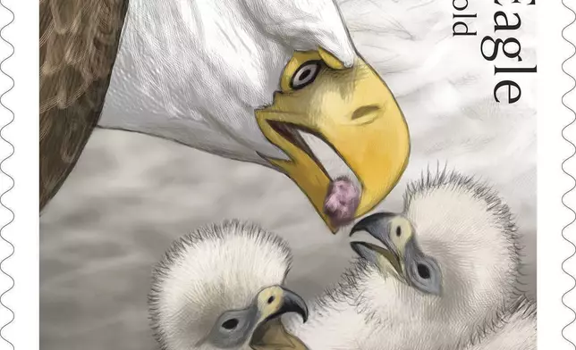 This image provided by the United States Postal Service shows a new bald eagle stamp being released Thursday, May 14, 2026, featuring two fuzzy hatchlings. (United States Postal Service via AP)