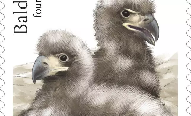 This image provided by the United States Postal Service shows a new bald eagle stamp being released Thursday, May 14, 2026, featuring two four-week-old eagles. (United States Postal Service via AP)