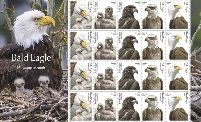 This image provided by the United States Postal Service shows bald eagle stamps being released Thursday, May 14, 2026, featuring five stages of eagle development, from hatchling to adult. (United States Postal Service via AP)