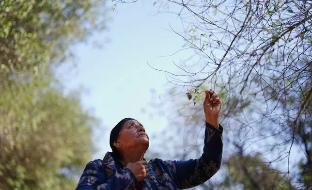 Norma Meza Calles, a Kumeyaay Nation leader, touches a branch as she leads a guided tour of traditional Kumeyaay uses for local plants at a wellness center, Friday, May 1, 2026, in Tecate, Mexico. (AP Photo/Gregory Bull)